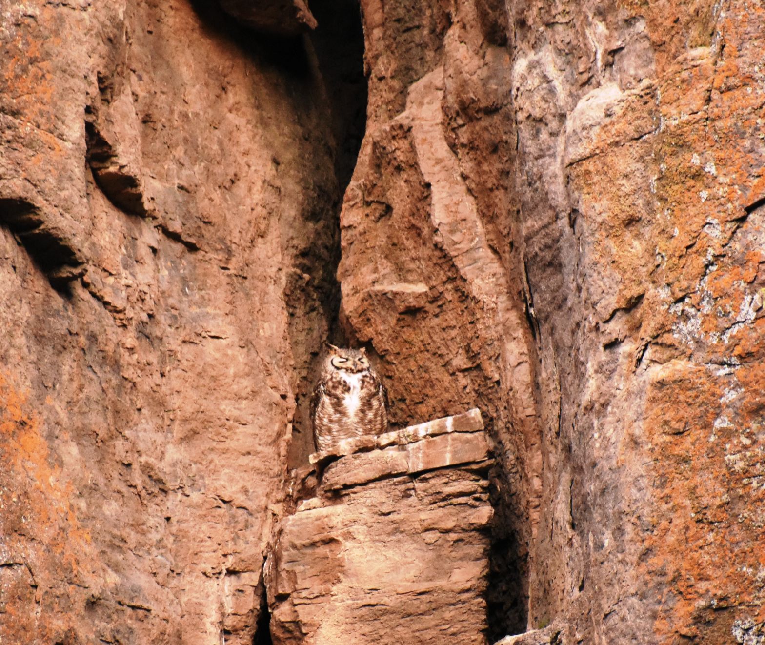 Owl